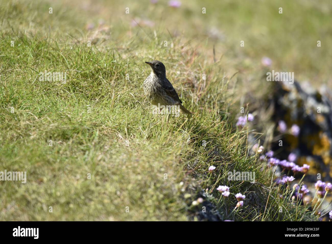 Immagine di profilo a sinistra di un Pipit di roccia eurasiatica (Anthus petrosus) Looking Skywards with Eye on camera, scattata sull'Isola di Man, Regno Unito a maggio Foto Stock