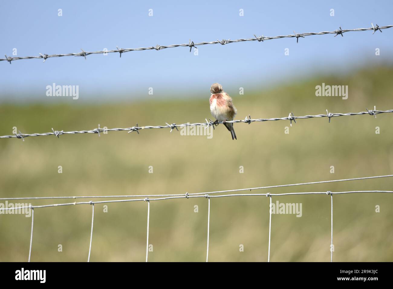 Maschio Common Linnet (Carduelis cannabina) Preening Chest mentre è arroccato su una rete metallica spinato su uno sfondo scrub e Blue Sky, nell'UJK Foto Stock