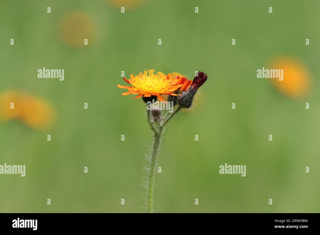 Vista laterale di un grazioso falco giallo-arancio su uno sfondo verde sfocato, spazio di copia Foto Stock