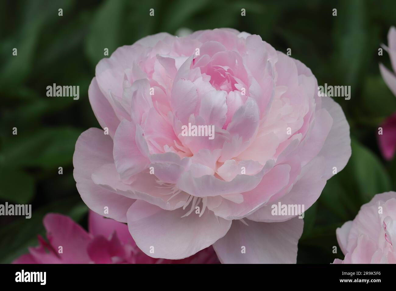 Primo piano di una bella Paeonia lactiflora rosa tenue su uno sfondo sfocato Foto Stock