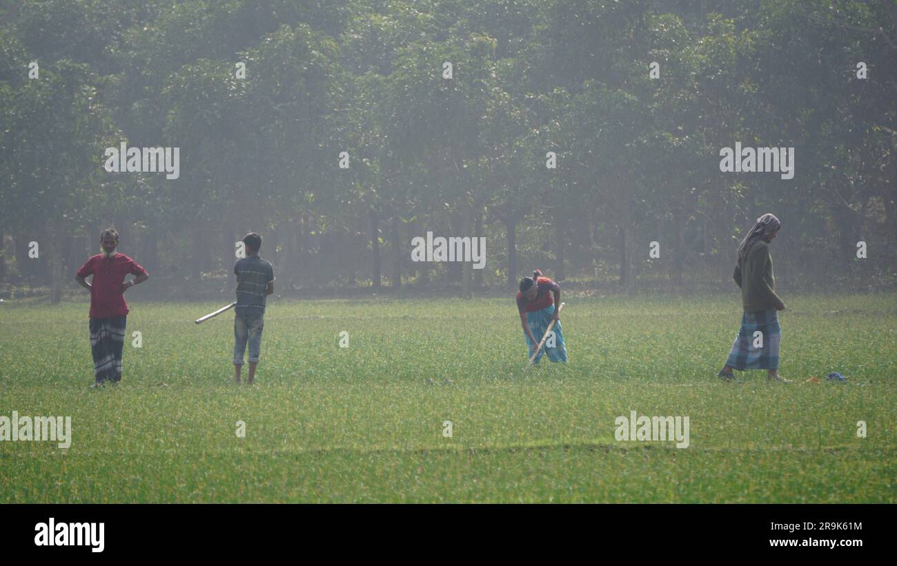 Gli agricoltori lavorano nei campi agricoli del Bangladesh. Agricoltura nell'Asia meridionale. Gli agricoltori lavorano in vasti campi. Villaggio: Puijor, città: Ra Foto Stock