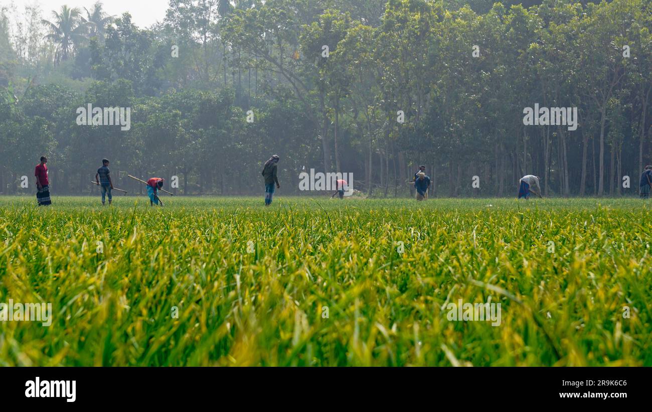 Gli agricoltori lavorano nei campi agricoli del Bangladesh. Agricoltura nell'Asia meridionale. Gli agricoltori lavorano in vasti campi. Villaggio: Puijor, città: Ra Foto Stock