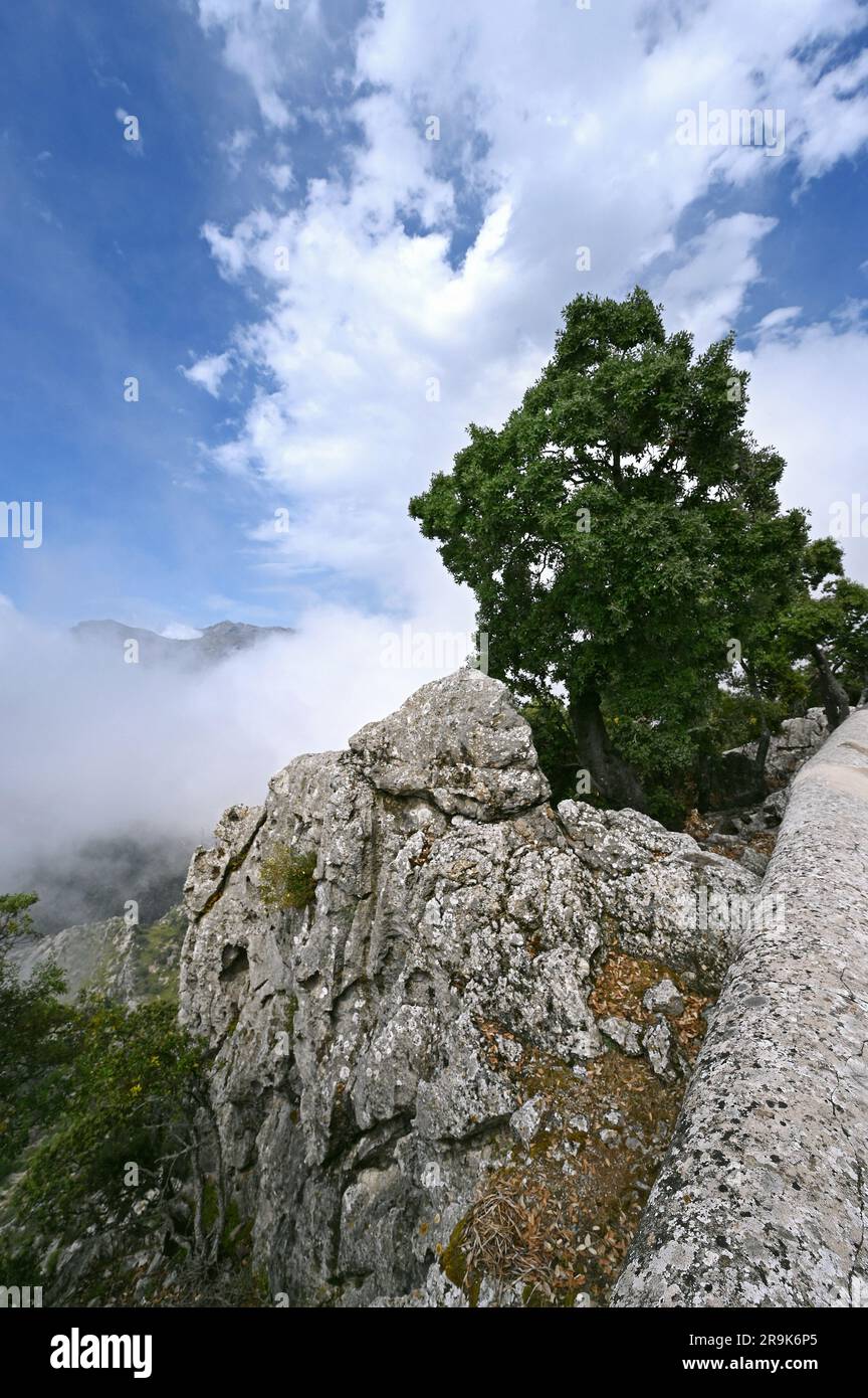 Albero nella roccia nei Monti Tramuntana, Mallorca, Spagna Foto Stock