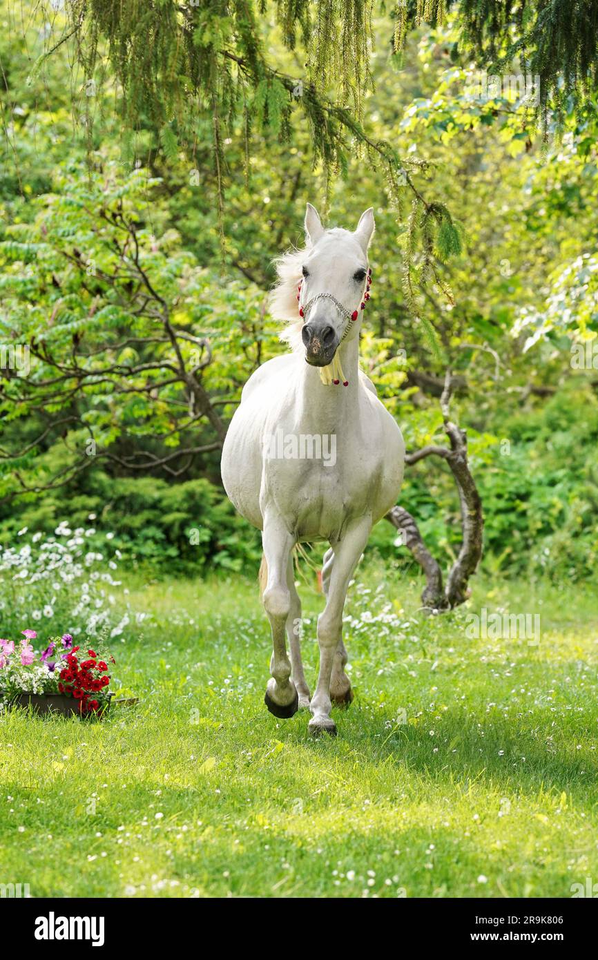 Cavallo bianco Arabo che cammina verso la macchina fotografica, l'erba verde e il giardino degli alberi intorno Foto Stock