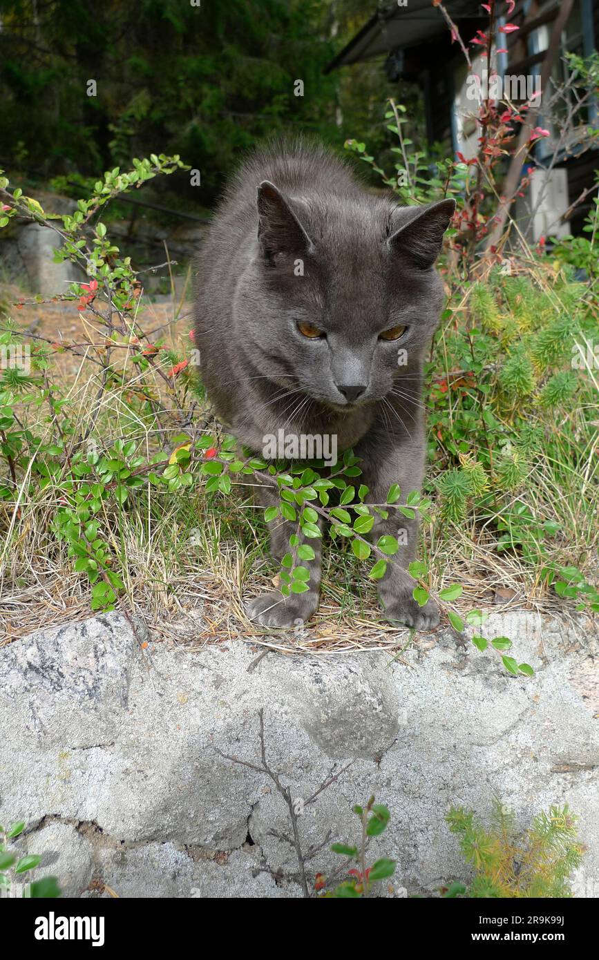 Gatto grigio in giardino Foto Stock