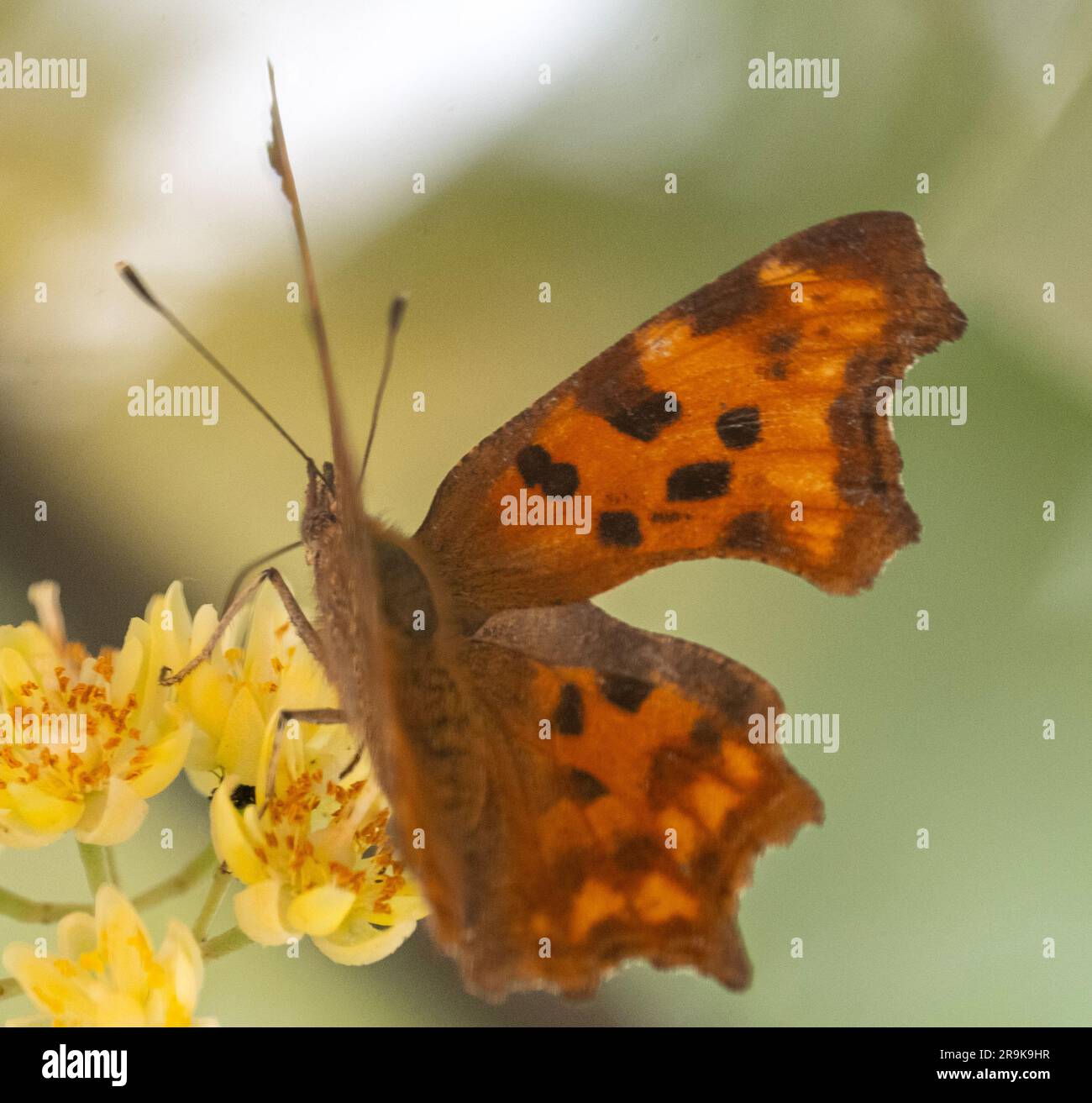 Strandja mountians Bulgaria 27 giugno 2023: I colori della natura serale mentre si nutrono di nettare, le farfalle raccoglieranno involontariamente il polline sulle loro gambe impollinano molti tipi di fiori selvatici, :Clifford Norton Alamy Foto Stock