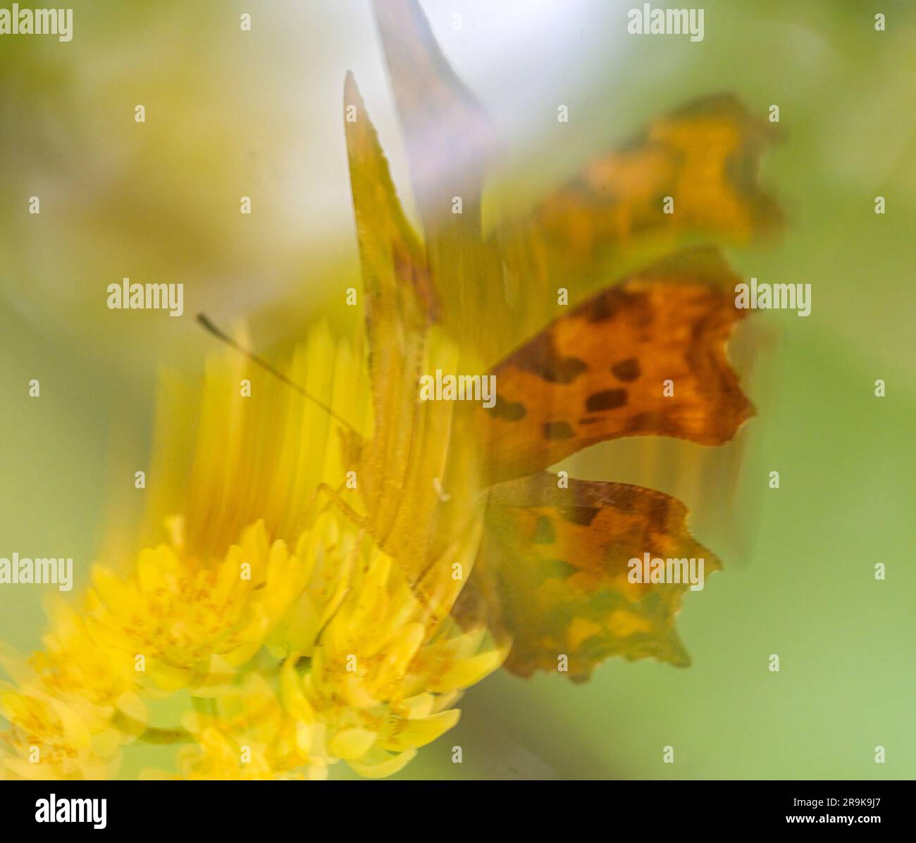 Strandja mountians Bulgaria 27 giugno 2023: I colori della natura serale mentre si nutrono di nettare, le farfalle raccoglieranno involontariamente il polline sulle loro gambe impollinano molti tipi di fiori selvatici, :Clifford Norton Alamy Foto Stock