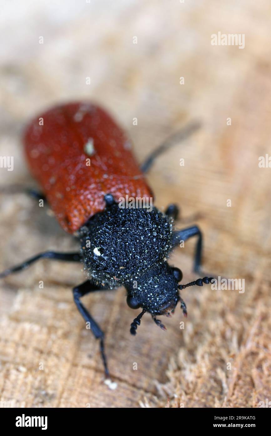 Scarabeo cappuccino (nome latino: Bostrichus capucinus - Bostrychidae) - insetto seduto su legno di quercia. E' un parassita tecnico del legno. Foto Stock