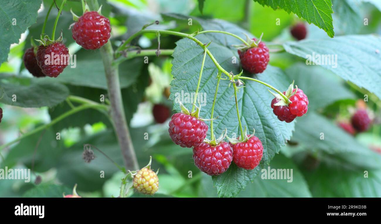 Frutti di lampone e foglie verdi su un ramo di cespuglio Foto Stock
