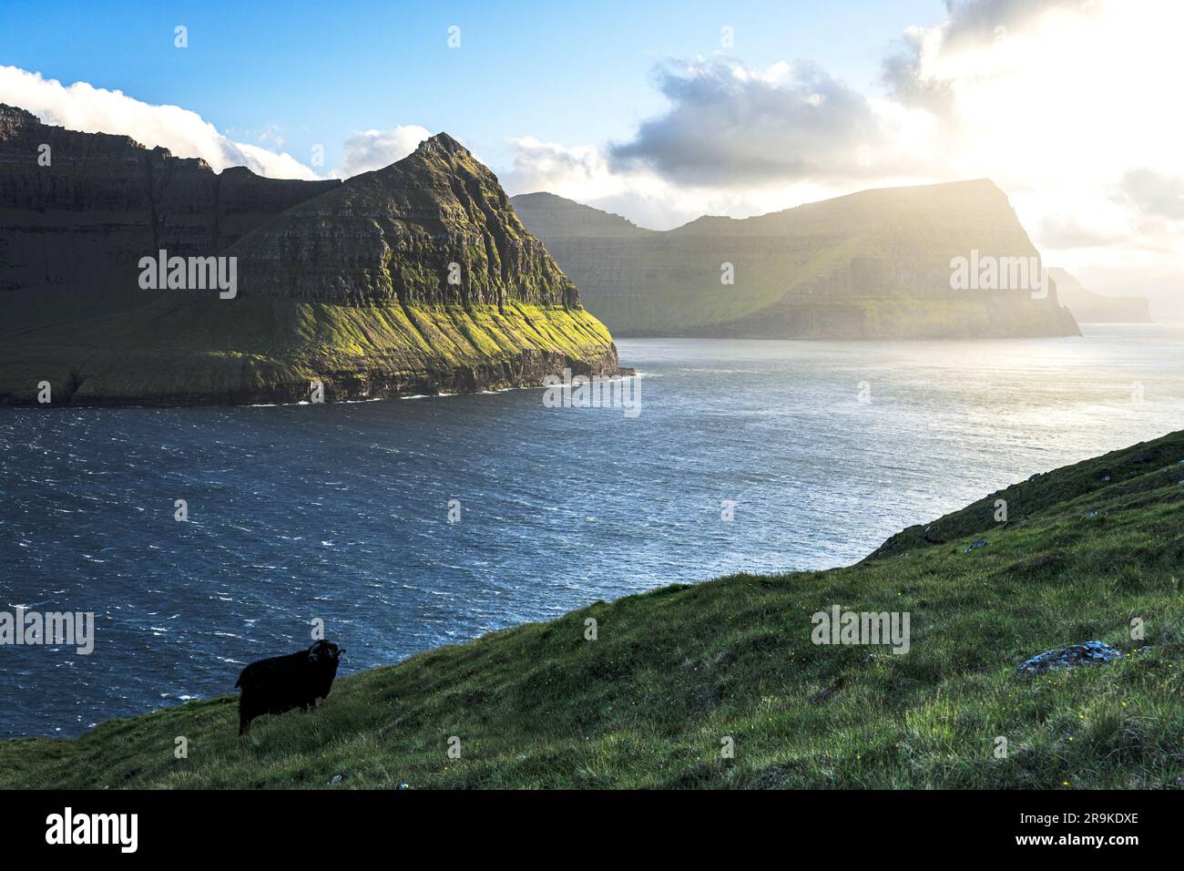 Pecore solitarie nei prati verdi che si affacciano sull'oceano, sull'isola di Vidoy e sulle isole Faroe Foto Stock