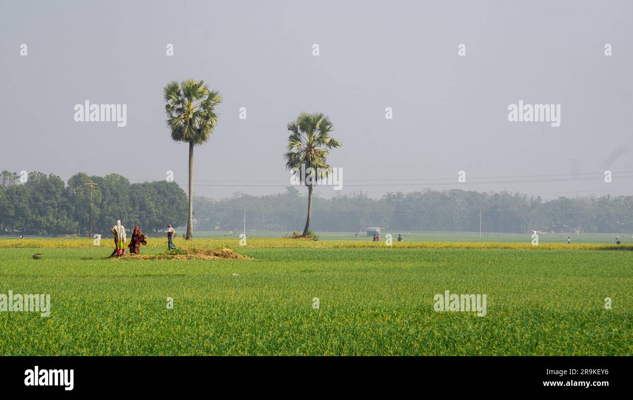 Gli agricoltori lavorano nei campi agricoli del Bangladesh. Agricoltura nell'Asia meridionale. Gli agricoltori lavorano in vasti campi. Villaggio: Puijor, città: Ra Foto Stock