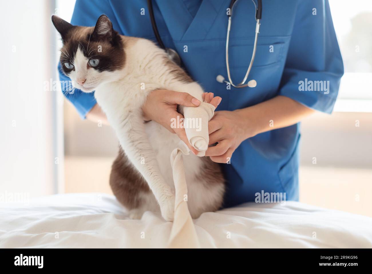 Chirurgo veterinario applicazione di benda medica sulla gamba di gatto in clinica Foto Stock