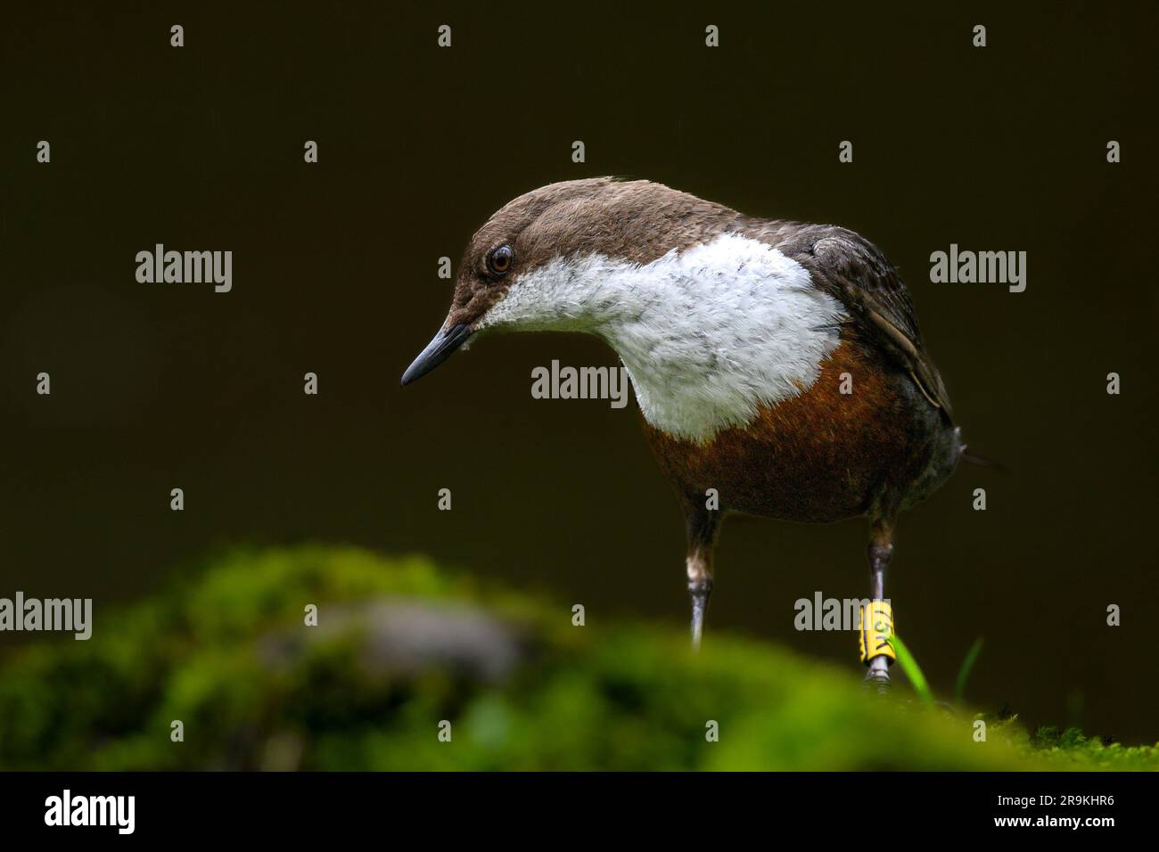 Dipper alla ricerca di insetti sul fiume Foto Stock