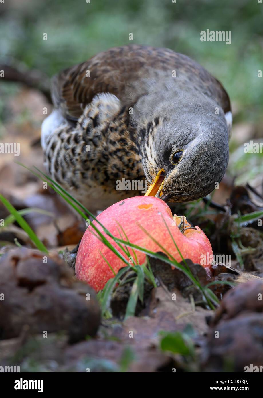 Fieldfare che si occupa di cibo in un frutteto Foto Stock