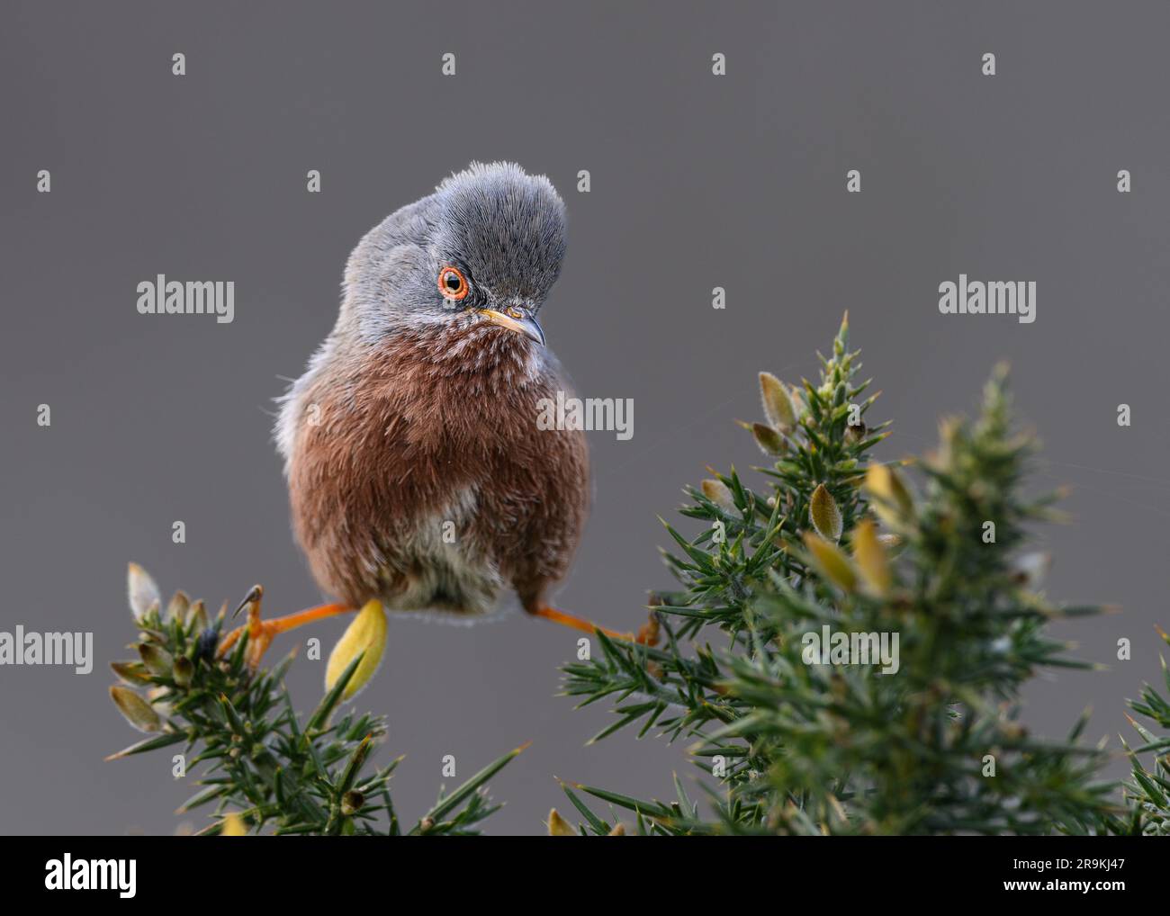 Dartford Warbler su Gorse Bush Foto Stock