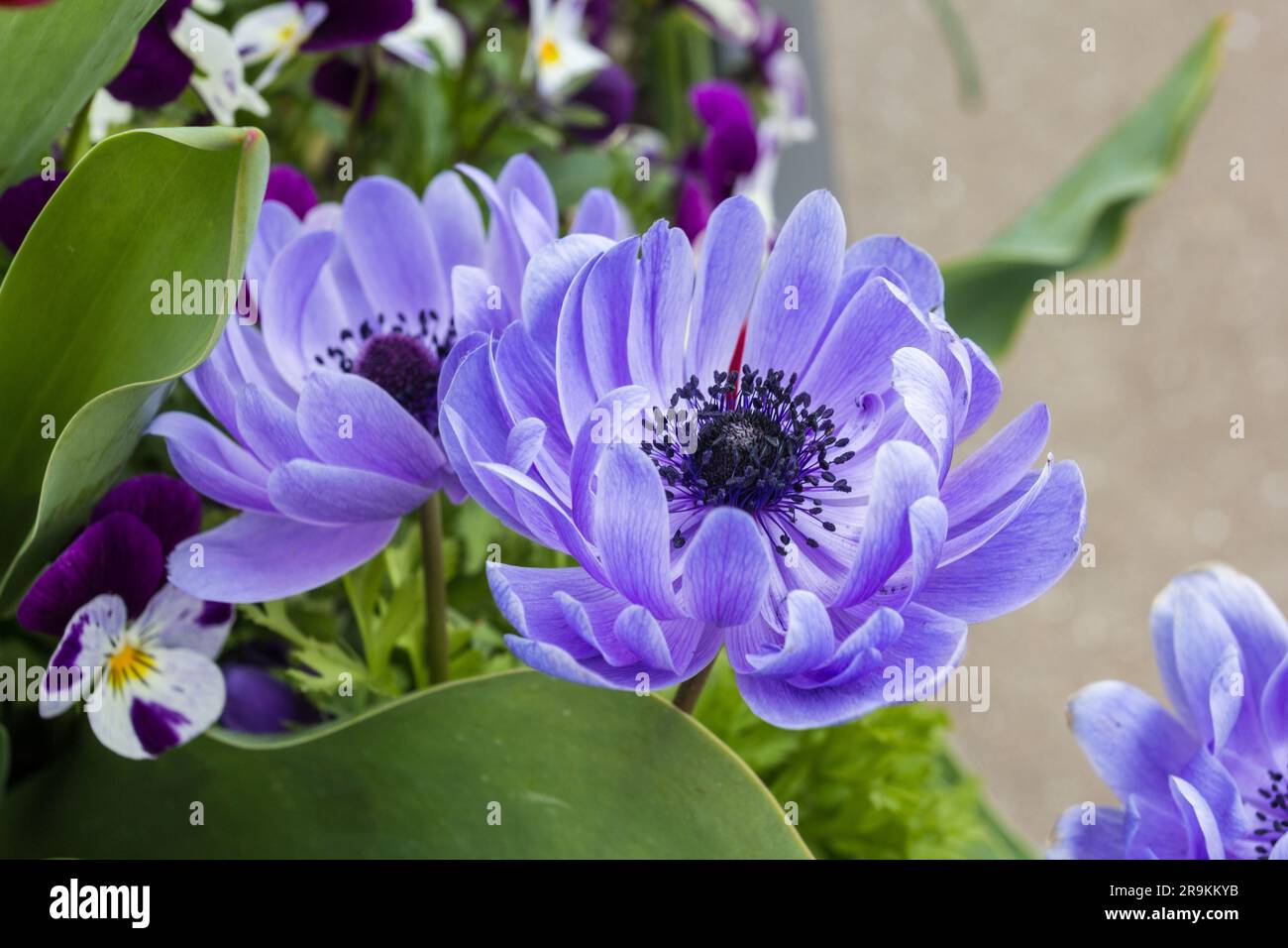 Anemoni papavero blu in primavera, primo piano macro. Foto Stock