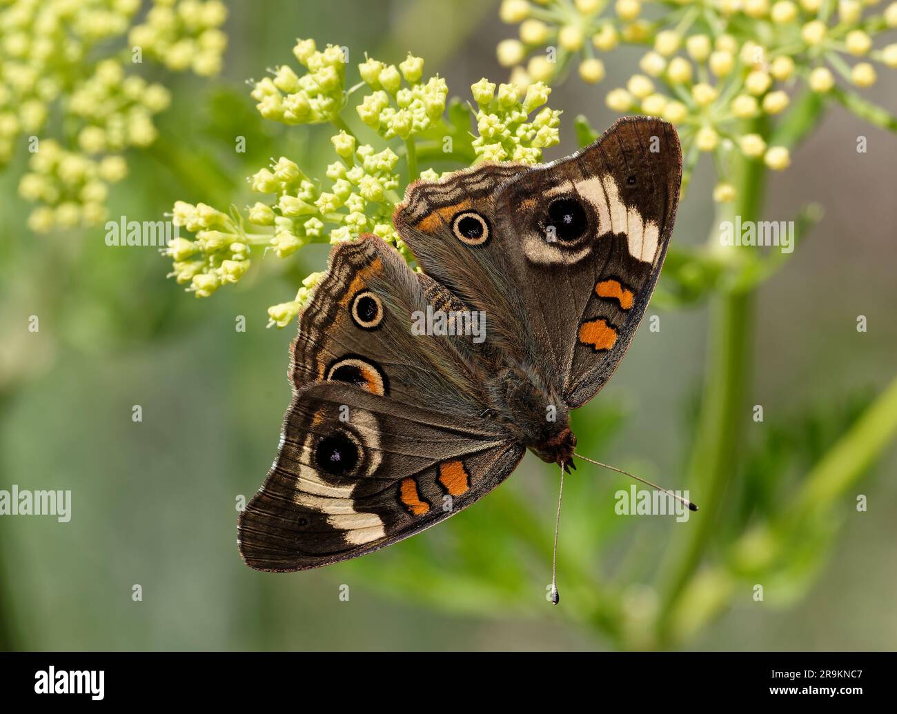 Buckeye comune su Prairie Parsley Foto Stock
