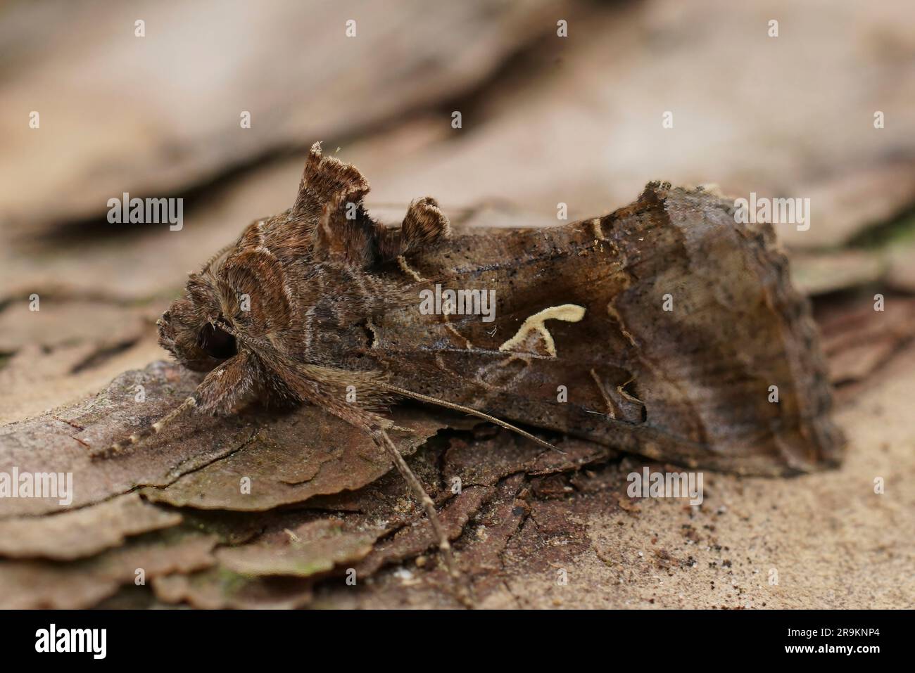 Primo piano naturale sulla comune falena Silver-Y, Autographa gamma seduta sul legno Foto Stock