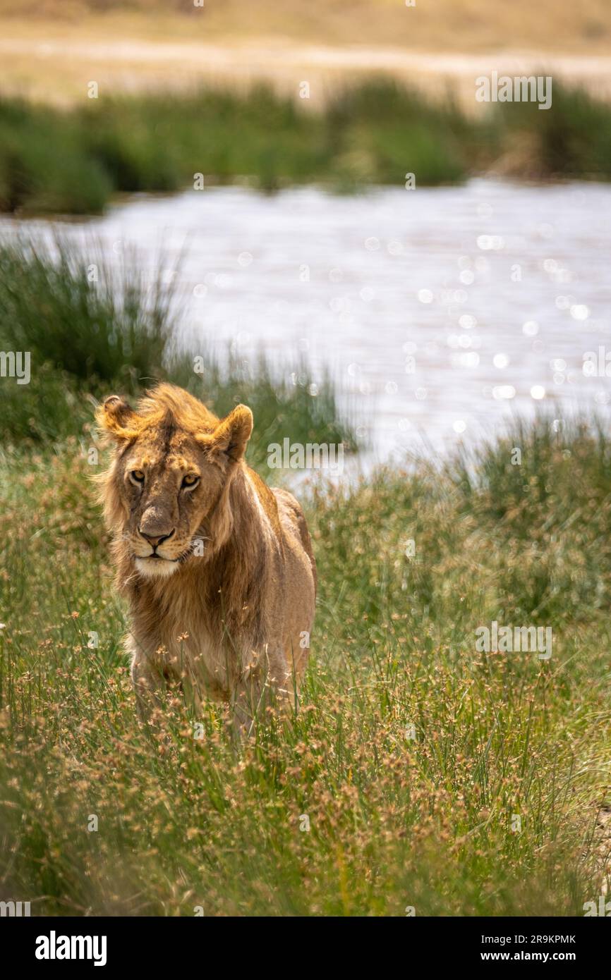 Leone maschio isolato in piedi su erba verde savannah nel parco nazionale del serengeti, Tanzania Foto Stock