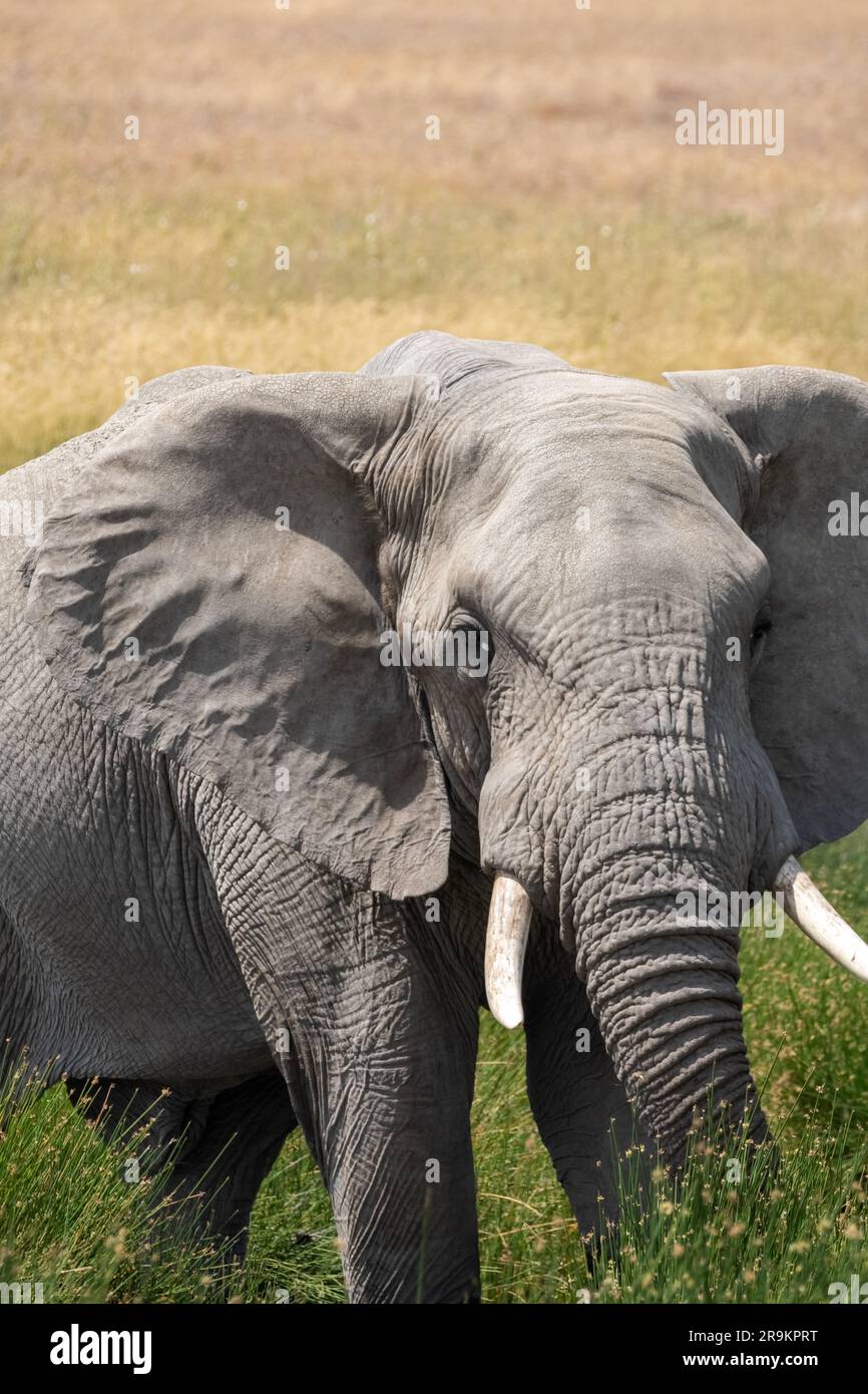 Splendida vista di un elefante africano nella verde savana. formato verticale Foto Stock