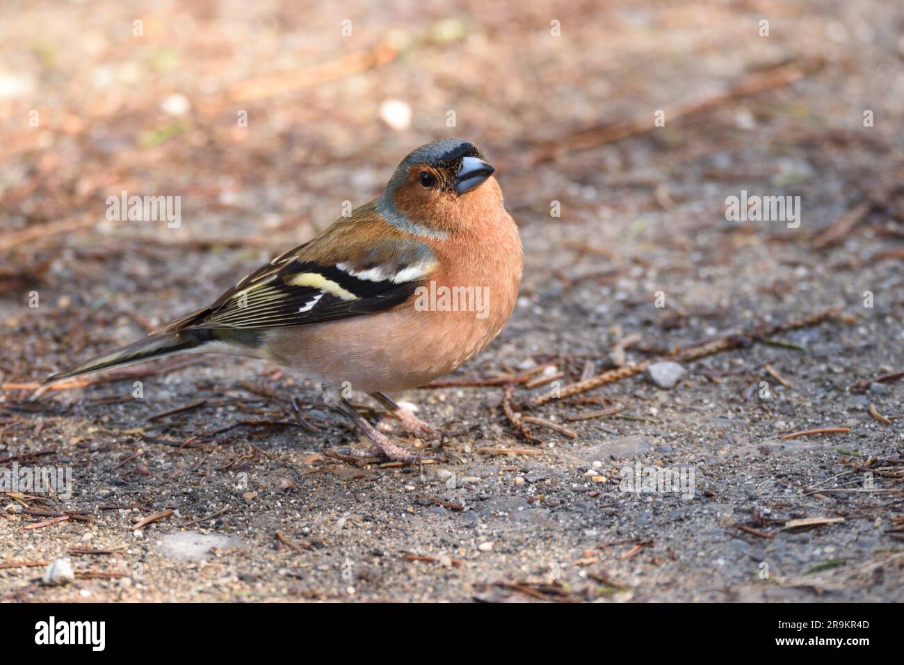 Maschio Chaffinch che si allontana da vicino su un sentiero forestale. Bergisches Land, Renania settentrionale - Vestfalia, Germania. Foto Stock