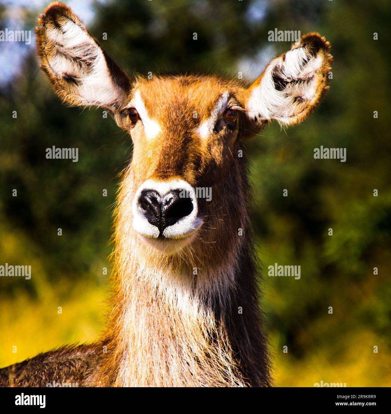 Questa immagine mostra un ritratto ravvicinato di un cervo selvatico che pascolava nel Kruger National Park in Sudafrica Foto Stock