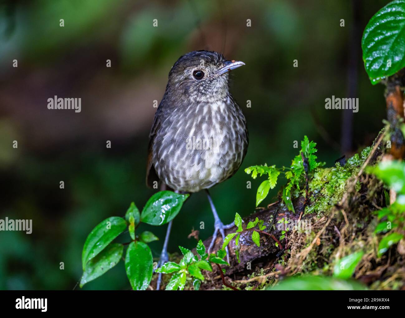 Una Cundinamarca Antpitta (Grallaria kaestneri) che si addentra nella foresta. Colombia, Sud America. Foto Stock