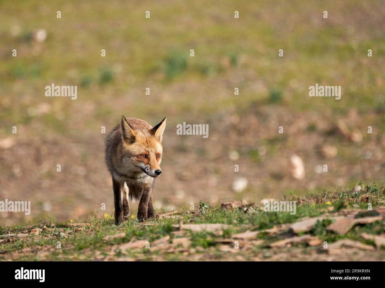 Una volpe rossa sorge su un sentiero sabbioso in un ambiente naturale all'aperto Foto Stock