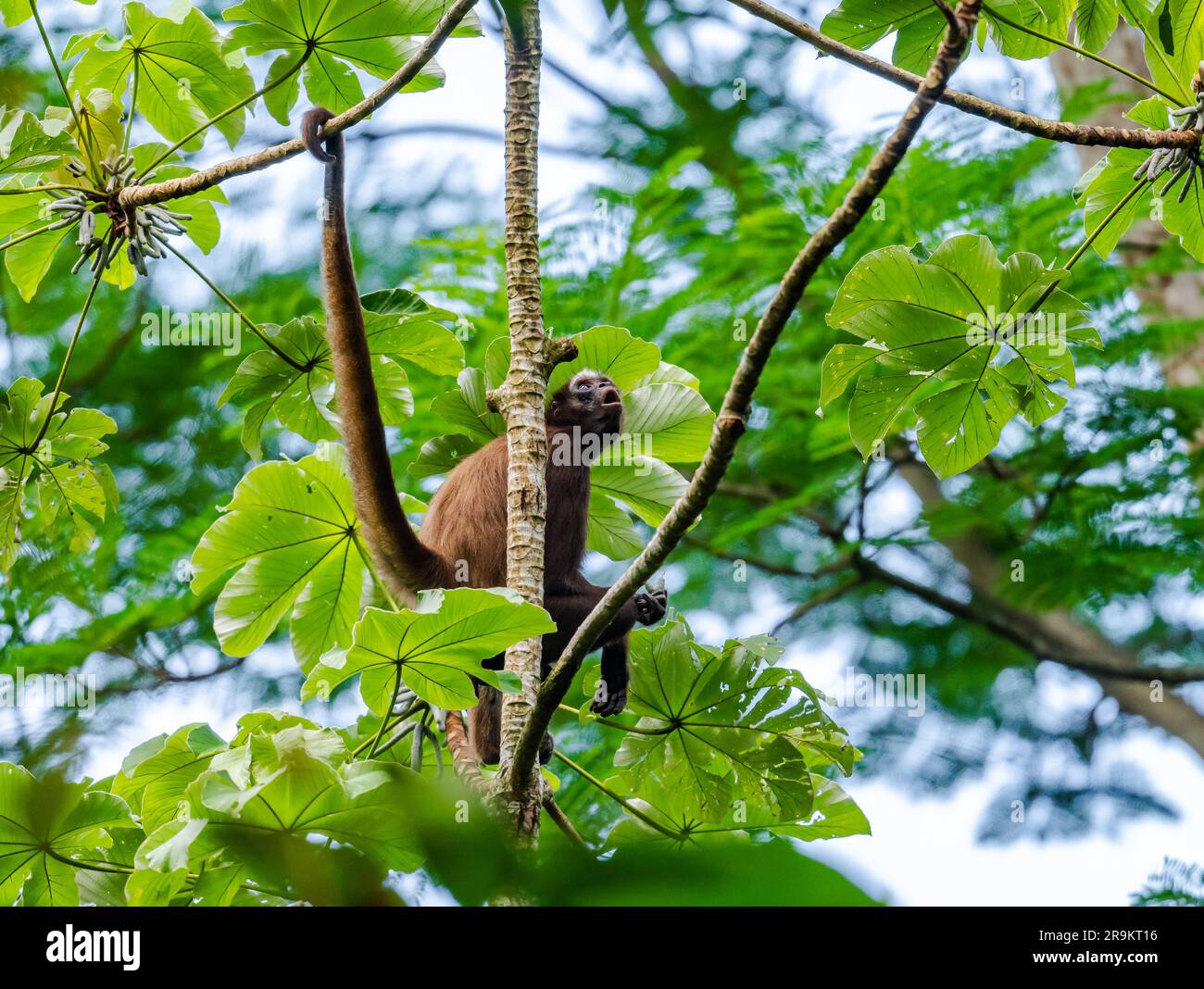 Una scimmia del ragno marrone in pericolo di estinzione (Ateles hybridus) che si addormenta nella foresta. Colombia, Sud America. Foto Stock