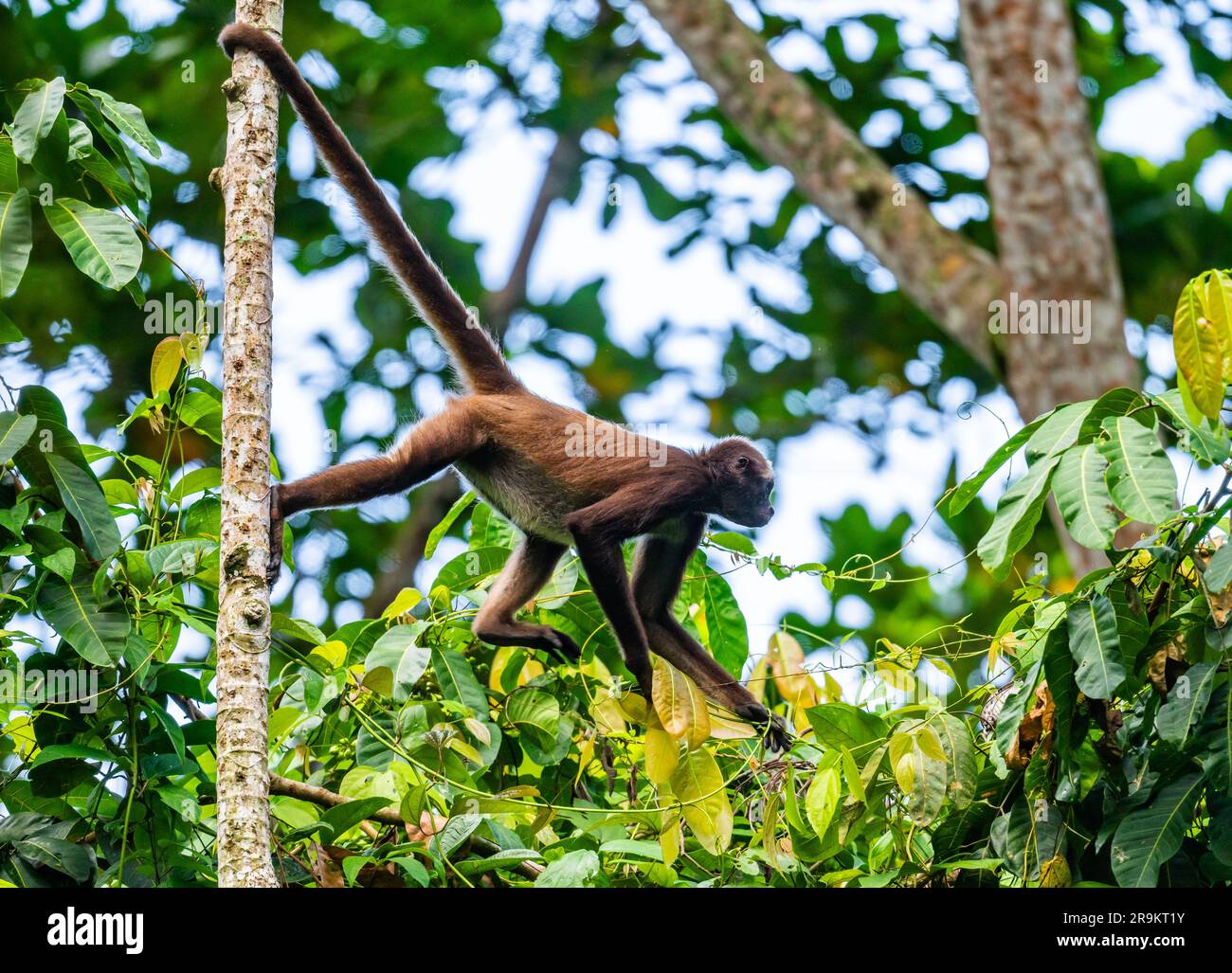 Una scimmia del ragno marrone in pericolo di estinzione (Ateles hybridus) che si addormenta nella foresta. Colombia, Sud America. Foto Stock
