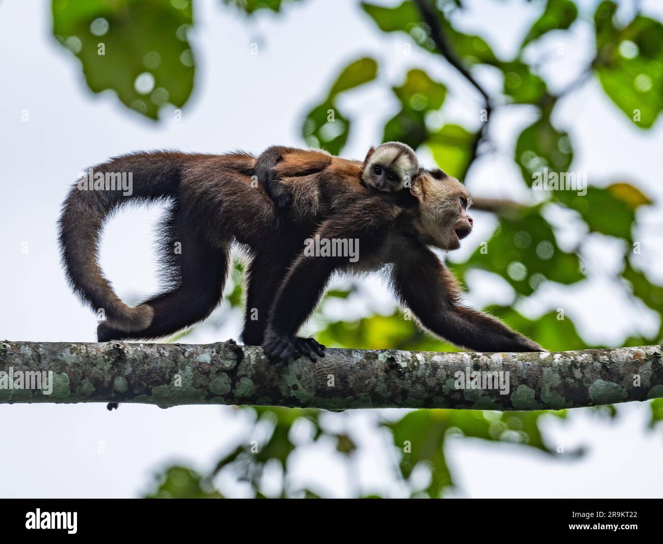 Una variegata scimmia cappuccina con fronti bianchi (Cebus versicolor) madre che porta un bambino sulla schiena, camminando su un ramo. Colombia, Sud America. Foto Stock