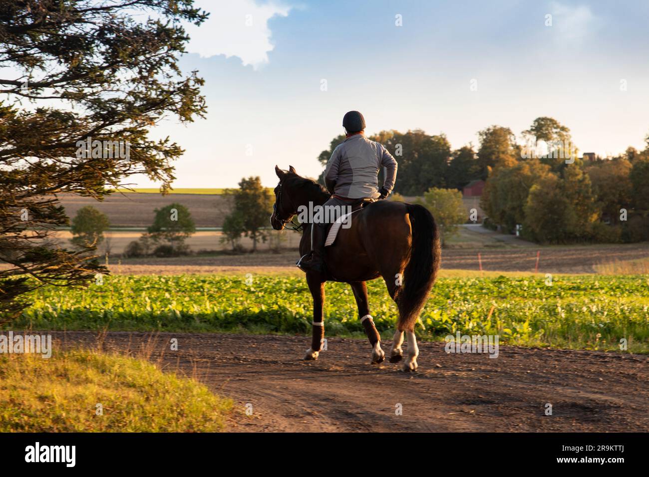 un cavaliere in tuta su un cavallo grande sullo sfondo dei campi. Stile di vita sano e amore per i cavalli. Una donna cavalca un bel hor rosso Foto Stock