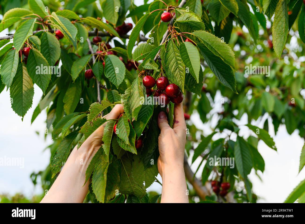 Raccolta di frutti di ciliegia maturi. La mano femminile sta raccogliendo la ciliegia matura sui suoi rami. Foto Stock