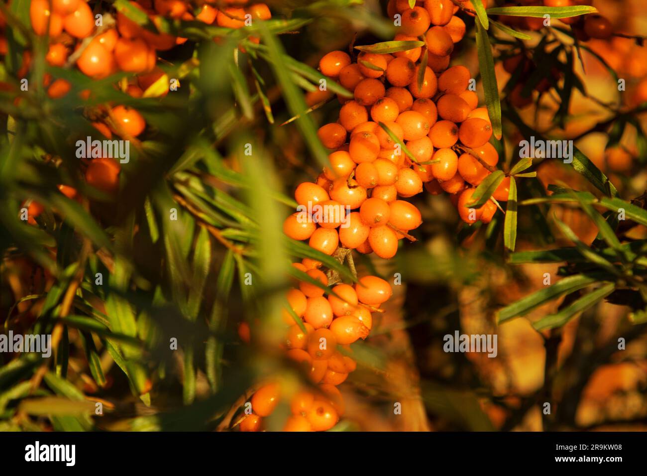 Raccolta autunnale di utili bacche di spina di mare sui rami di un cespuglio in autunno. Un sacco di bacche di spina di mare sui rami. Medicinale naturale p Foto Stock