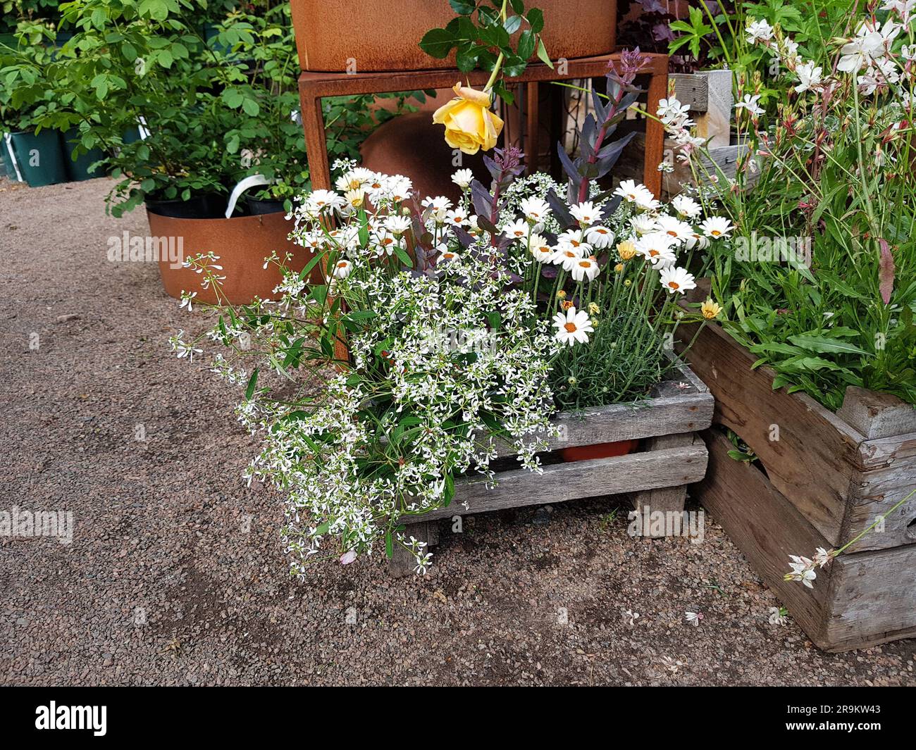 Sistemazione estiva di bei fiori estivi in una scatola di legno in un negozio di fiori. Composizioni floreali decorative estive per il giardino e la strada. Foto Stock