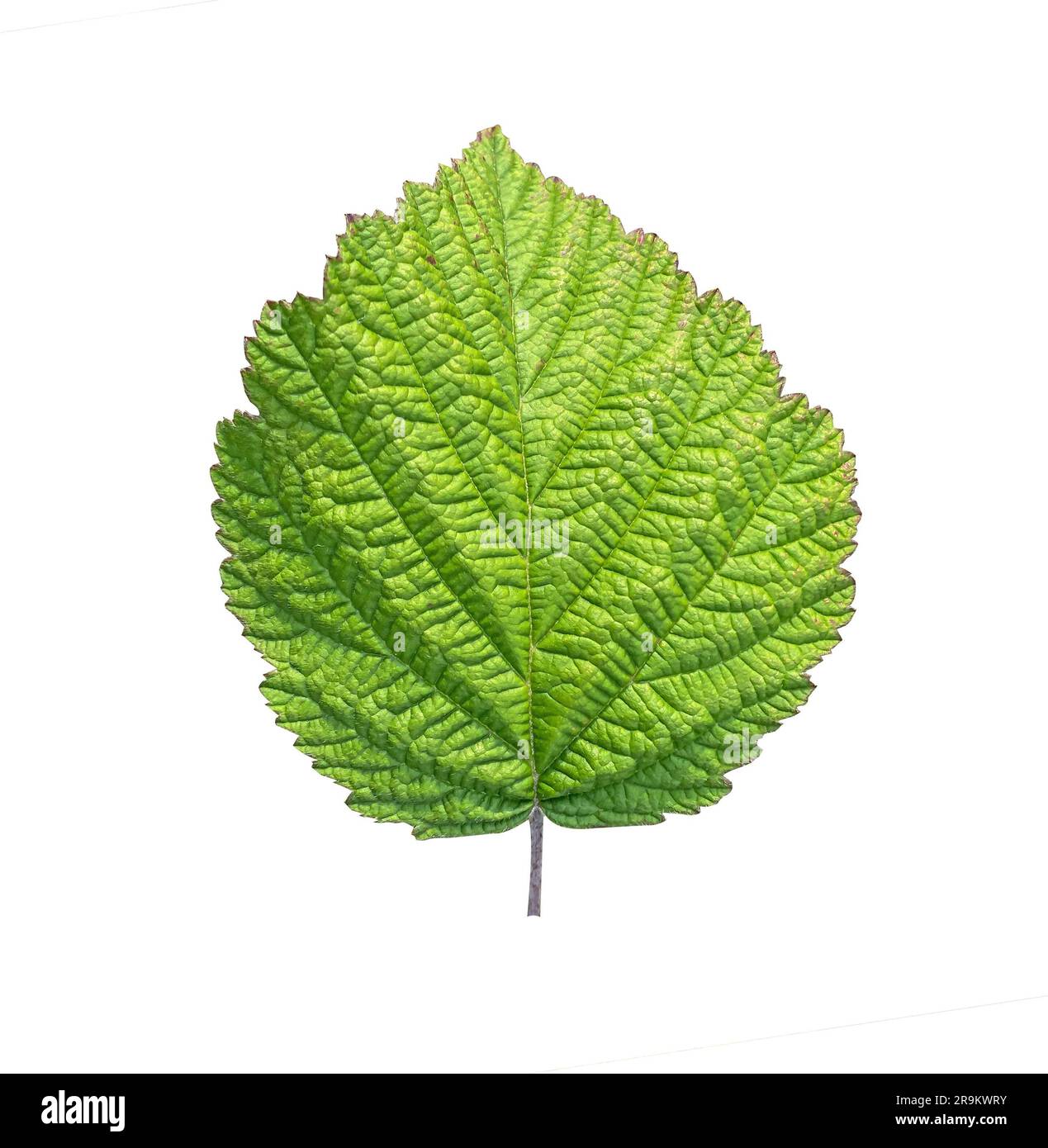 blackberry Green Leaf con tracciato di ritaglio. Foto macro studio BlackBerry Leaf. Profondità di campo completa Foto Stock