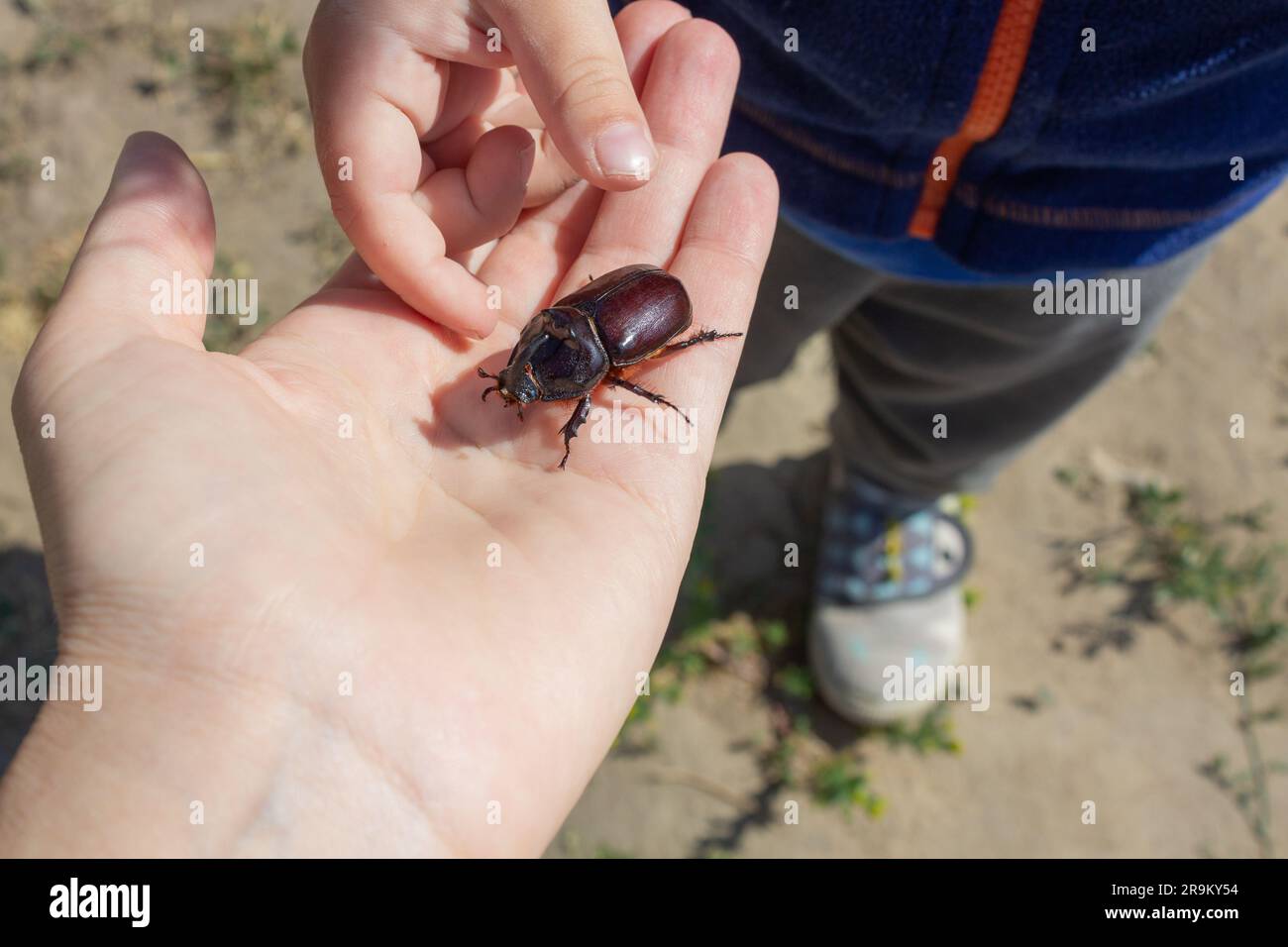 Interazione tra un adulto e un bambino nello studio dell'ambiente. Genitore e figlio esaminano lo scarabeo. Foto Stock