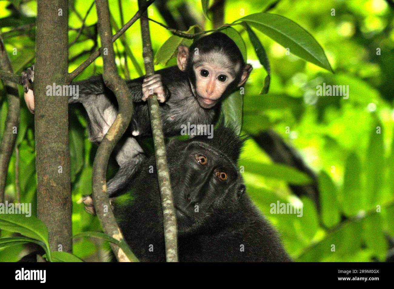 Una prole di macaco crestato (Macaca nigra) fissa la fotocamera mentre viene fotografata mentre gioca nella cura di un individuo adulto nella riserva naturale di Tangkoko, Sulawesi settentrionale, Indonesia. L'età compresa tra cinque mesi e un anno è la fase della vita di un macaco crestato in cui la mortalità infantile è la più alta. Gli scienziati primati del Macaca Nigra Project hanno osservato che 17 dei 78 bambini (22%) sono scomparsi nel loro primo anno di vita. Otto dei corpi morti di questi 17 bambini sono stati trovati con grandi ferite da puntura. Foto Stock