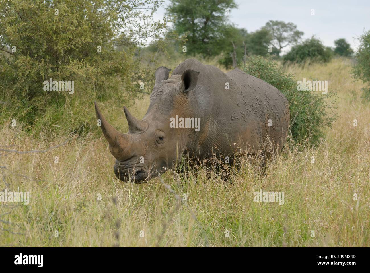Rinoceronte bianco che pascolano nelle aree selvagge del Parco Nazionale di Kruger, Sud Africa Foto Stock