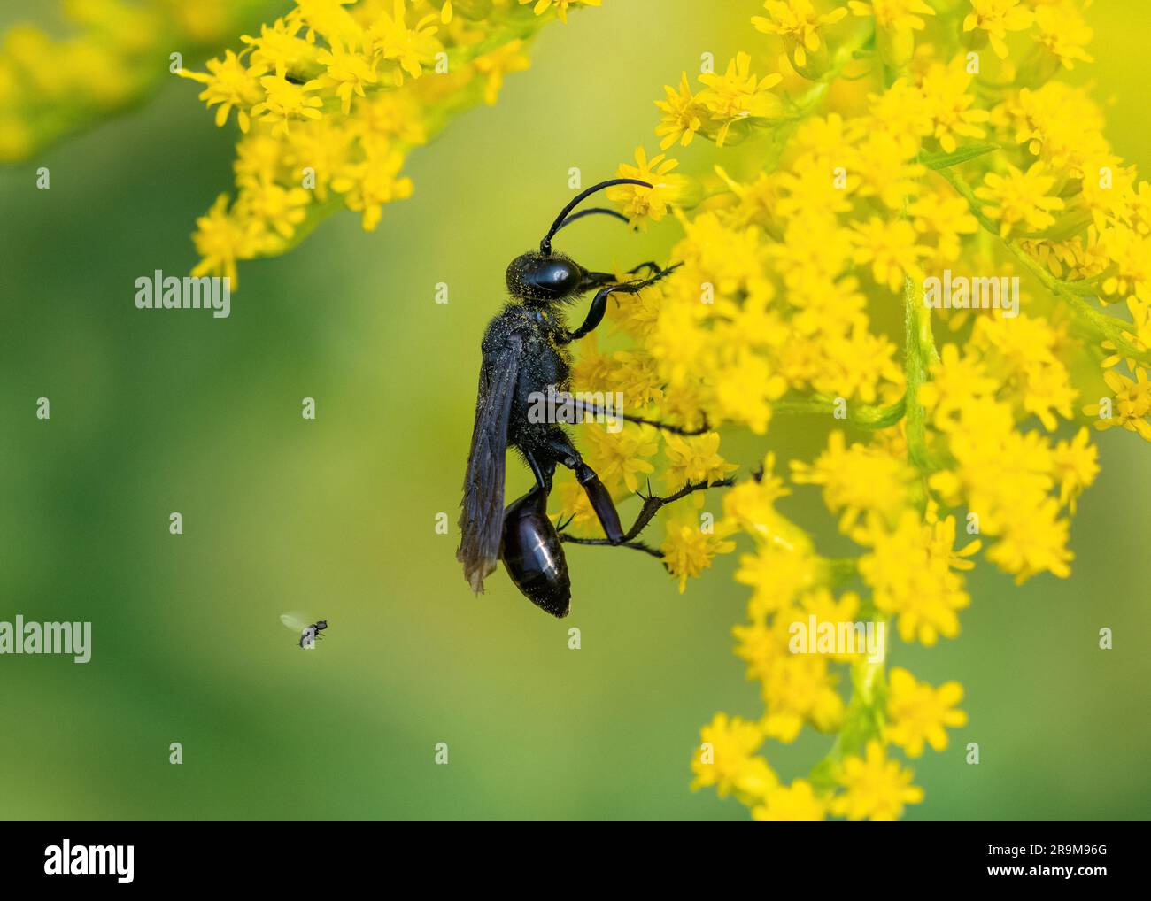 Primo piano del profilo laterale di una Great Black Wasp su Goldenrod con un piccolo insetto volante dietro di essa. Foto Stock