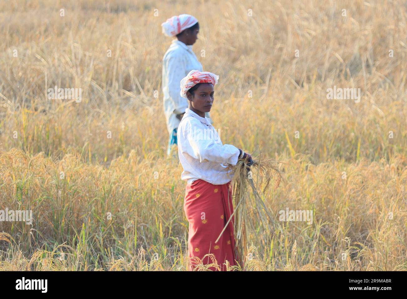Paddy Harvesting Village Women, li ho incontrati in Assam (IND) Foto Stock