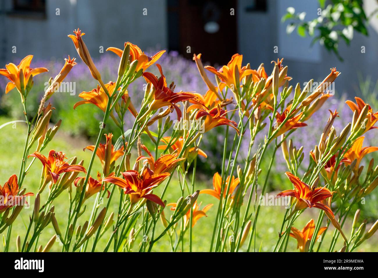 Hemerocallis fulva o il giglio arancione. Giglio di mais fiorito nel giardino. Primo piano. Dettagli. Foto Stock