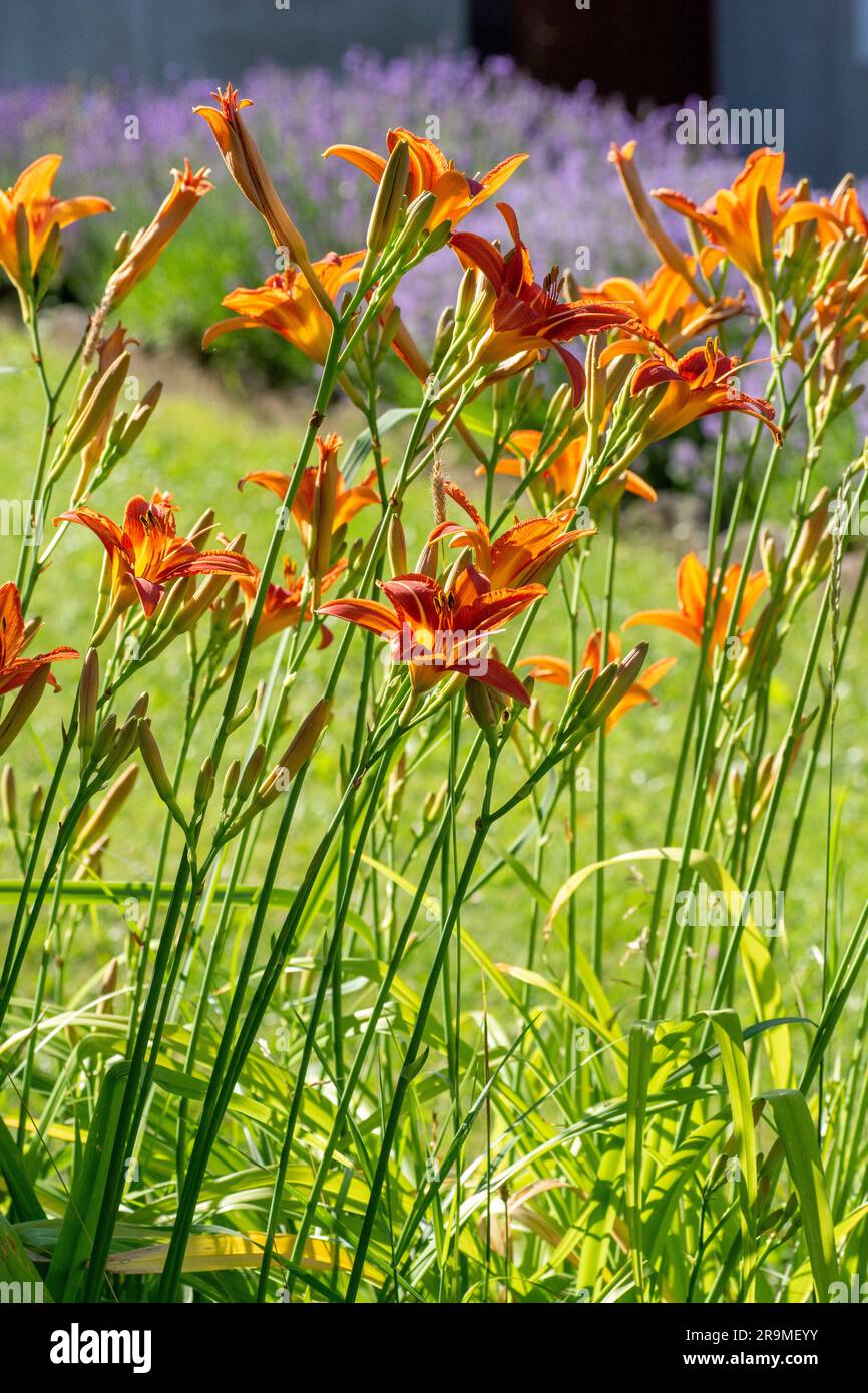 Hemerocallis fulva o il giglio arancione. Giglio di mais fiorito nel giardino. Primo piano. Dettagli. Foto Stock