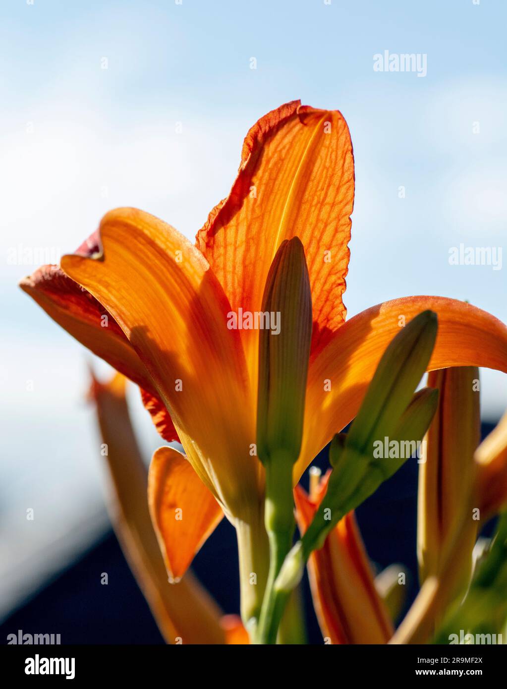 Hemerocallis fulva o il giglio arancione. Giglio di mais fiorito nel giardino. Primo piano. Dettagli. Foto Stock