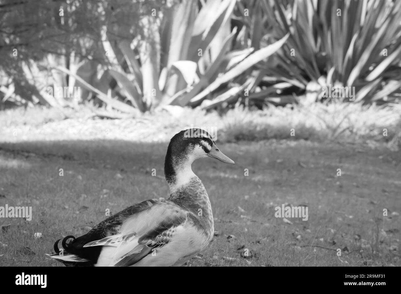 Anatra Mallard così adorabile Foto Stock