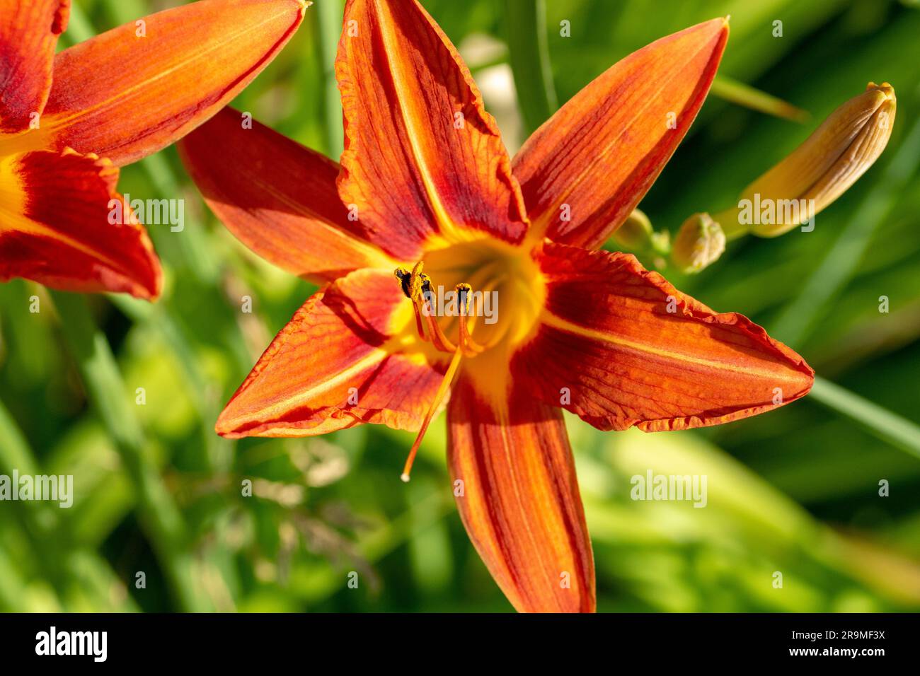 Hemerocallis fulva o il giglio arancione. Giglio di mais fiorito nel giardino. Primo piano. Dettagli. Foto Stock