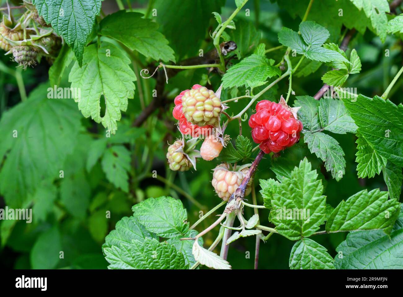 Lampone Rubus frutta in varie fasi di sviluppo - Rubus parvifolius - lamponi rossi sulla pianta - spesso scritto male come rasberry rasberries Foto Stock