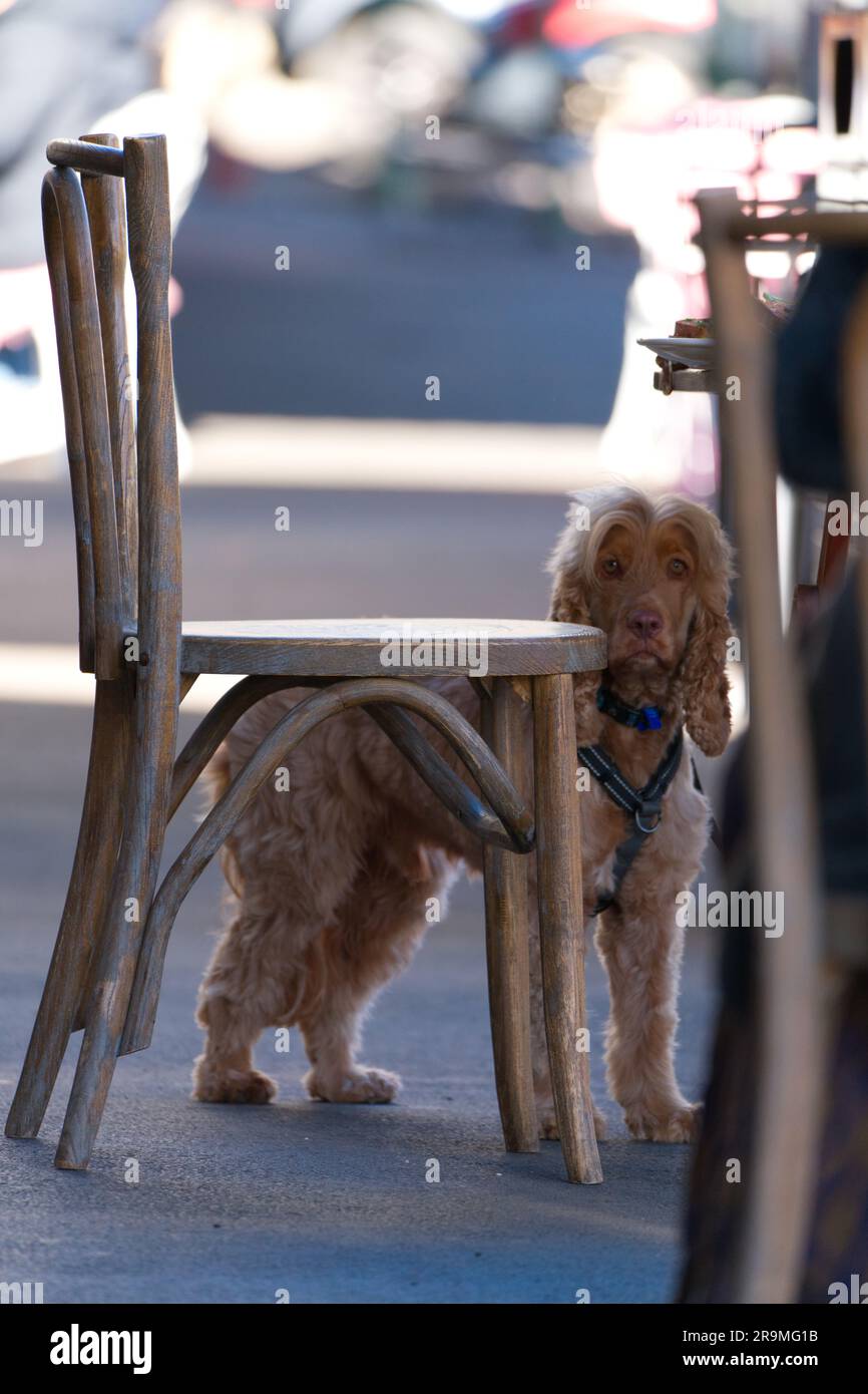 Cane che guarda la macchina fotografica in una piccola città che mostra la faccia del cane felice, Maldon, Victoria, Australia. Foto Stock