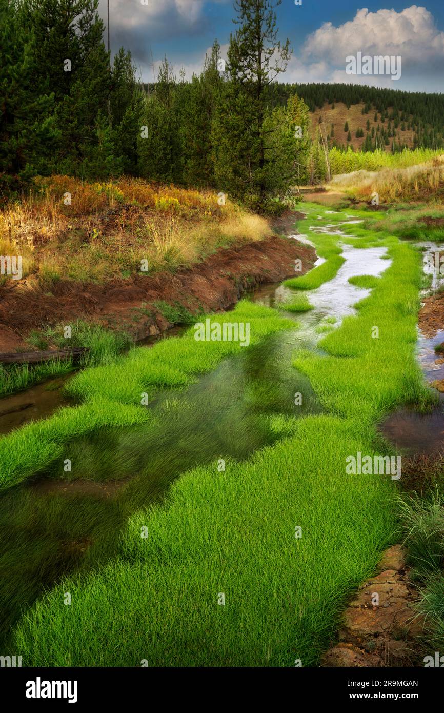Piccolo torrente indomato con erba verde. Parco nazionale di Yellowstone, Wyoming Foto Stock