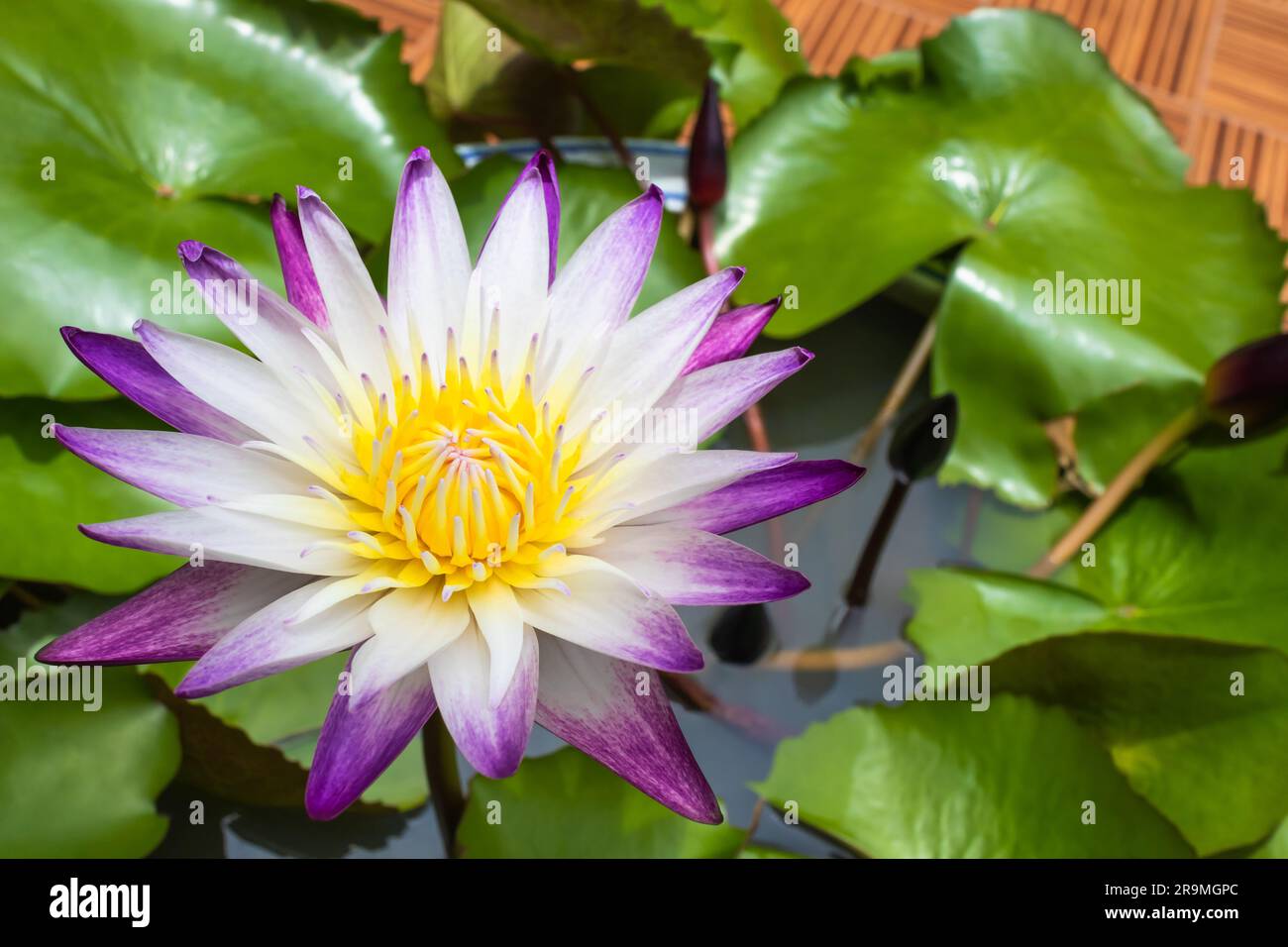 Bel giglio d'acqua bianco o fiore di loto in stagno. Foto Stock